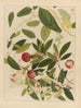 Chinesisches Obst-Aquarell-Album Gemälde Pl09 - Anonym — Ansicht des Kunstwerks