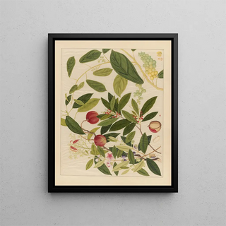 Anonymous - Album of Chinese watercolors of Asian fruits Pl09.webp