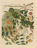 Chinesisches Obst-Aquarell-Album Gemälde Pl10 - Anonym — Ansicht des Kunstwerks