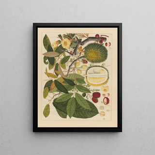 Anonymous - Album of Chinese watercolors of Asian fruits Pl11.webp
