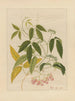 Chinesisches Obst-Aquarell-Album Gemälde Pl13 - Anonym — Ansicht des Kunstwerks