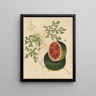 Anonymous - Album of Chinese watercolors of Asian fruits Pl15.webp