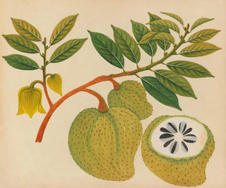 Asiatisches Früchte- und Blumen-Aquarell-Album Gemälde Pl20 - Anonym — Ansicht des Kunstwerks