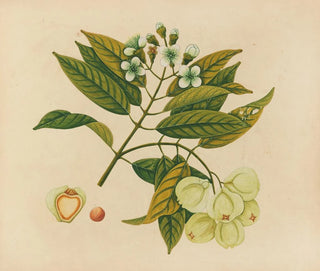 Tafel 26 „Jumbol“ — Album asiatischer Früchte und Blumen — blühender Zweig, helle Früchte, Querschnitt und Samen