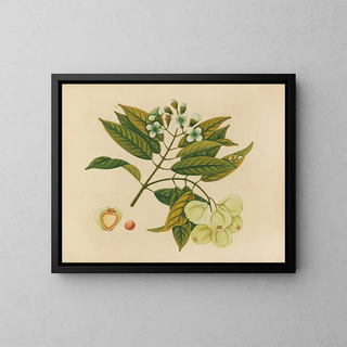 Tafel 26 „Jumbol“ — Album asiatischer Früchte und Blumen — gerahmter Kunstdruck an der Wand