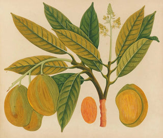 Asiatisches Obst- und Blumen-Aquarell-Album Gemälde Pl28 - Anonym — Ansicht des Kunstwerks