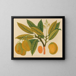 Asiatisches Obst- und Blumen-Aquarell-Album Gemälde Pl28 - Anonym — gerahmtes Bild an der Wand