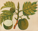 Asiatisches Obst- und Blumen-Aquarell-Album Pl30 - Anonym — Ansicht des Kunstwerks