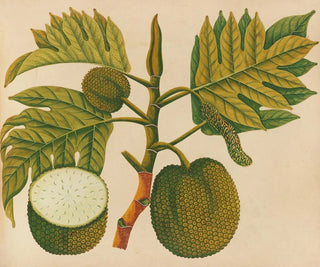 Asiatisches Obst- und Blumen-Aquarell-Album Pl30 - Anonym — Ansicht des Kunstwerks
