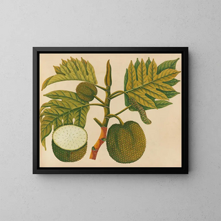 Asiatisches Obst- und Blumen-Aquarell-Album Pl30 - Anonym — gerahmtes Bild an der Wand