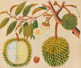 Asiatisches Obst- und Blumen-Aquarell-Album Gemälde Pl31 - Anonym — Ansicht des Kunstwerks