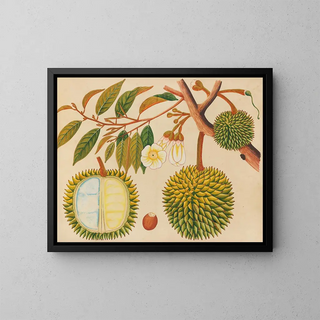 Asiatisches Obst- und Blumen-Aquarell-Album Gemälde Pl31 - Anonym — gerahmtes Bild an der Wand