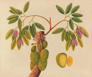 Album der Aquarelle von asiatischen Früchten und Blumen Pl38 - Anonym — Ansicht des Kunstwerks