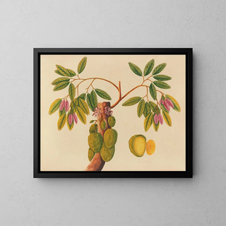 Album der Aquarelle von asiatischen Früchten und Blumen Pl38 - Anonym — gerahmtes Bild an der Wand