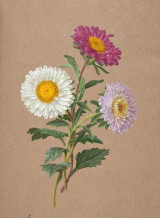 Anonymous - Astry.webp