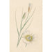 Reproduktion des Gemäldes Blumen - Anonym
