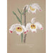 Sammlung von Orchideen Pl01 - Anonym — Ansicht des Kunstwerks