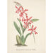 Reproduktion des Gemäldes Sammlung von Orchideen Pl02 - Anonym