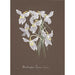 Sammlung von Orchideen Pl03 - Anonym — Ansicht des Kunstwerks
