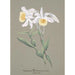 Sammlung von Orchideen Pl04 - Anonym — Ansicht des Kunstwerks