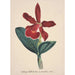 Reproduktion des Gemäldes Sammlung von Orchideen Pl05 - Anonym