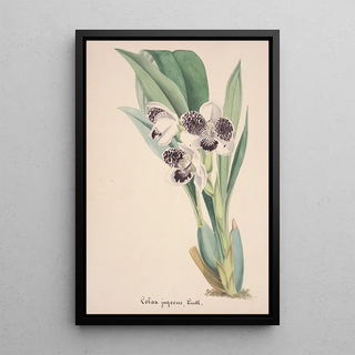 Anonymous - Collection dorchidees Pl06.webp