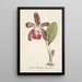 Reproduktion des Gemäldes Sammlung von Orchideen Pl07 - Anonym