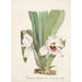 Sammlung von Orchideen Pl08 - Anonym — Ansicht des Kunstwerks