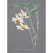 Sammlung von Orchideen Pl12 - Anonym — Ansicht des Kunstwerks