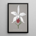 Reproduktion des Gemäldes Sammlung von Orchideen Pl13 - Anonym