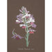 Sammlung von Orchideen Pl17 - Anonym — Ansicht des Kunstwerks