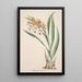Reproduktion des Gemäldes Sammlung von Orchideen Pl18 - Anonym
