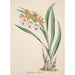 Reproduktion des Gemäldes Sammlung von Orchideen Pl18 - Anonym