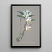 Sammlung von Orchideen Pl22 - Anonym — gerahmtes Bild an der Wand