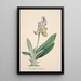 Reproduktion des Gemäldes Collection d'orchidées Pl24 - Anonyme