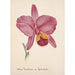 Sammlung von Orchideen Pl25 - Anonym — Ansicht des Kunstwerks