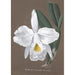 Sammlung von Orchideen Pl27 - Anonym — Ansicht des Kunstwerks
