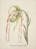 Sammlung von Orchideen Pl28 - Anonym — Ansicht des Kunstwerks