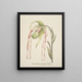 Sammlung von Orchideen Pl28 - Anonym — gerahmtes Bild an der Wand