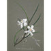 Sammlung von Orchideen Pl31 - Anonym — Ansicht des Kunstwerks