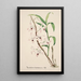 Reproduktion des Gemäldes Sammlung von Orchideen Pl39 - Anonym