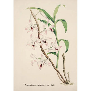 Anonymous - Collection dorchidees Pl39.webp