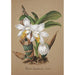 Sammlung von Orchideen Pl42 - Anonym — Ansicht des Kunstwerks