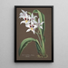 Reproduktion des Gemäldes Sammlung von Orchideen Pl43 - Anonym