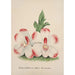 Reproduktion des Gemäldes Collection d'orchidées Pl46 - Anonyme