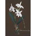 Reproduktion des Gemäldes Sammlung von Orchideen Pl48 - Anonym