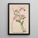 Reproduktion des Gemäldes Sammlung von Orchideen Pl50 - Anonym