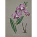 Sammlung von Orchideen Pl51 - Anonym — Ansicht des Kunstwerks