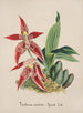 Sammlung von Orchideen Pl56 - Anonym — Ansicht des Kunstwerks