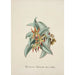 Reproduktion des Gemäldes Sammlung von Orchideen Pl57 - Anonym